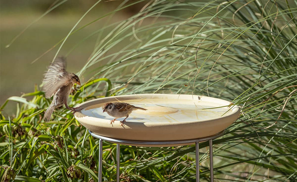 "Flache Vogeltränke CeraNatur im Grünen mit zwei Vögeln – einer sitzt am Rand, der andere fliegt heran."