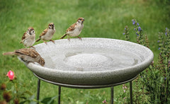 Flache Vogeltränke aus grauem Material auf Metallgestell, umgeben von Feldsperlingen, die am Rand sitzen.
