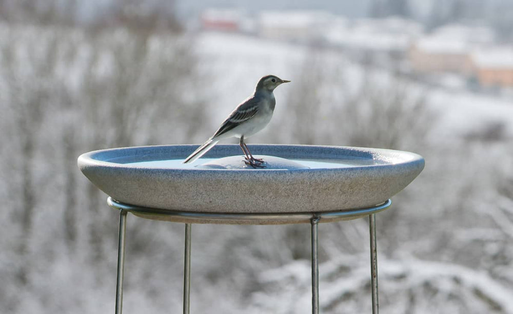 Grauer Vogel mit weißem Bauch sitzt auf der runden Granicium Vogeltränke vor schneebedeckten Bäumen und Häusern.