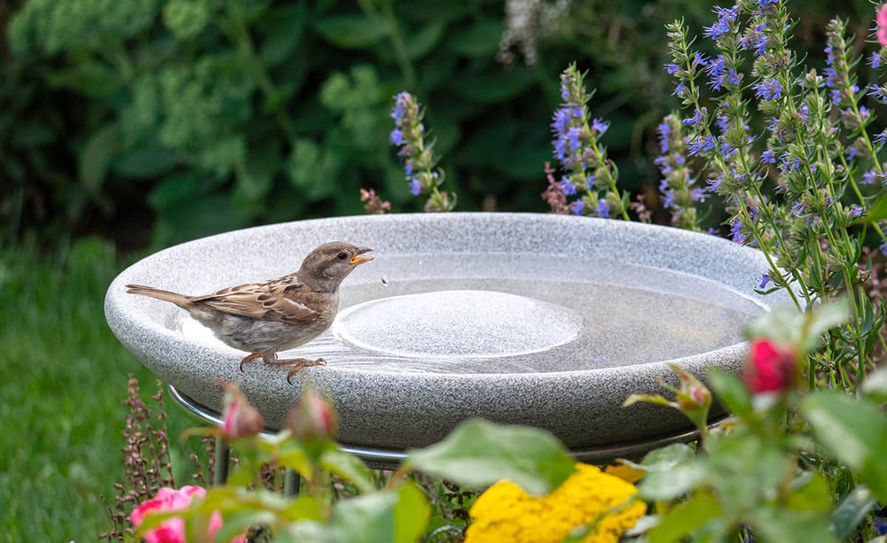 Vogeltränke Granicium mit Spatz am Rand in blühendem Garten, umgeben von bunten Blumen.