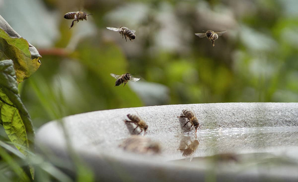 "Flache steinerne Vogeltränke umgeben von Pflanzen, mit Bienen, die am Wasserrand sitzen und fliegen."