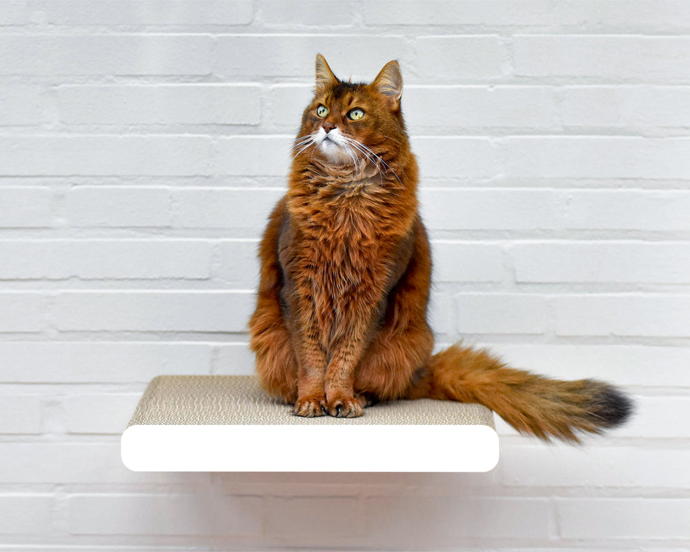 weiß,  gestrichen (000x) - Bild 1