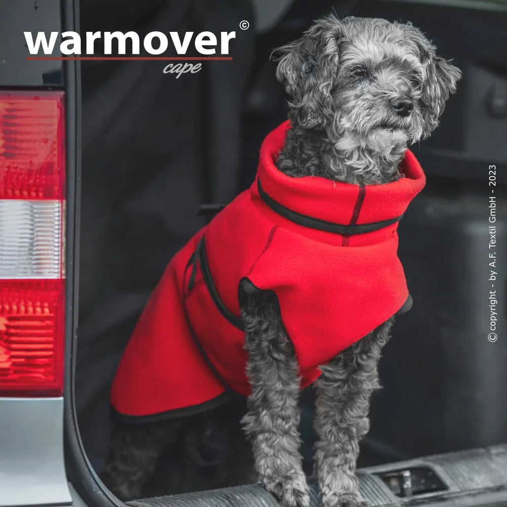 Kleiner Hund mit grauem, lockigem Fell trägt rotes Wärmecape im Kofferraum eines Autos.