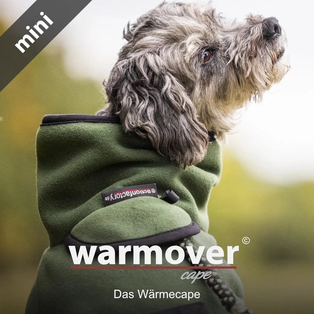 Kleiner Hund im grünen Wärmecape von Warmover© mit schwarzer Einfassung, aufmerksam in die Ferne schauend.