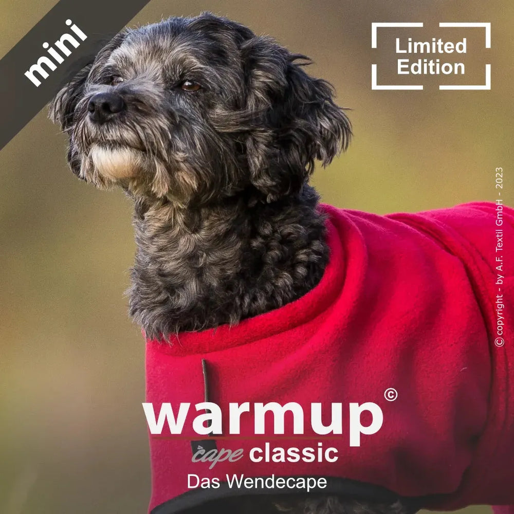 Kleiner Hund mit grauem Fell in rotem Wendecape, schaut aufmerksam in die Ferne. Wende-Cape von Warmup©.