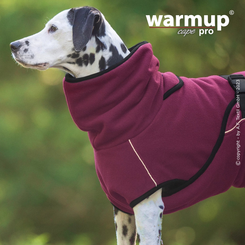 Dalmatiner in burgunderfarbenem Hundemantel mit hohem Kragen, umgeben von grüner Natur.