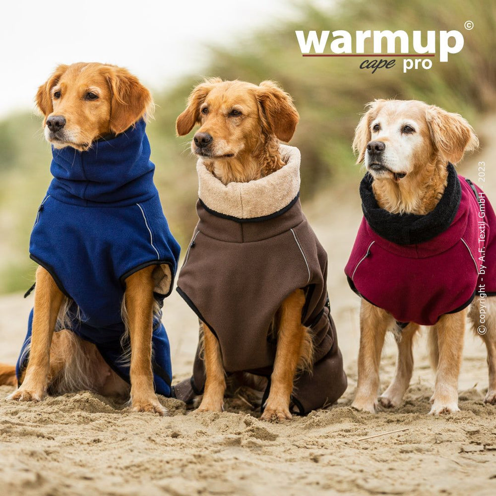 Drei Hunde in bunten Kapuzenmänteln sitzen auf sandigem Boden mit unscharfem Gräser-Hintergrund.