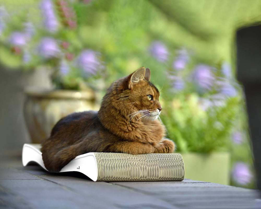 weiß mit Rand (000) - Bild 2