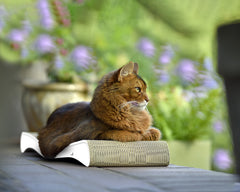 weiß mit Rand (000) - Bild 2