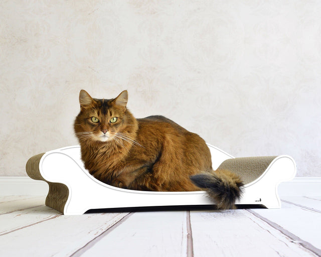 LE CANAPÉ PLUS Katzensofa