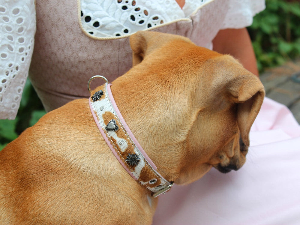 Halsband Wiesengaudi: Rosa Hundehalsband mit Herzen, getragen von einem hellbraunen Hund, der neugierig nach unten schaut.