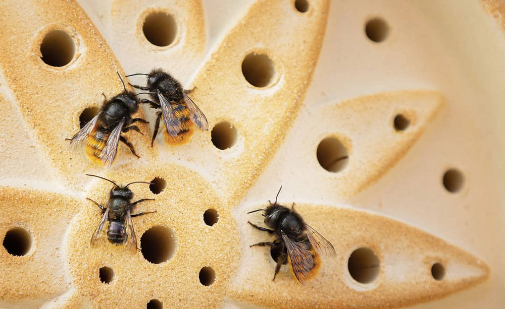 Vier schwarze Wildbienen mit orangefarbenen Abzeichen sitzen auf einem Lochmuster. Hintergrund hell und strukturiert.