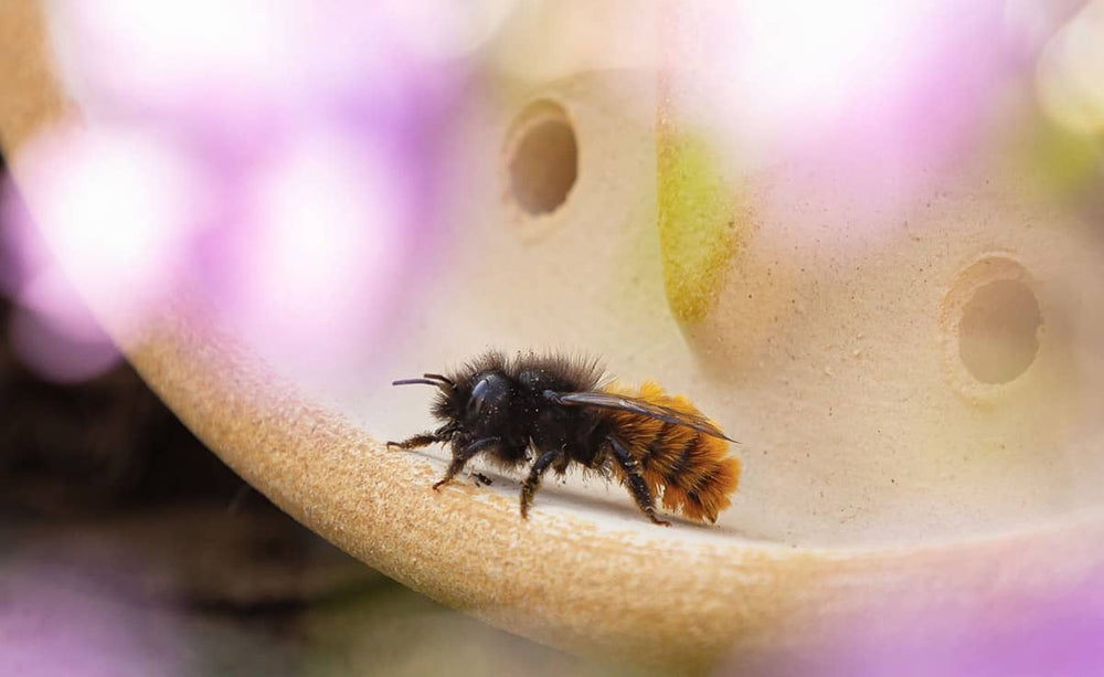"Wildbiene auf pflanzlicher Oberfläche, umgeben von violetten Blüten im Hintergrund."