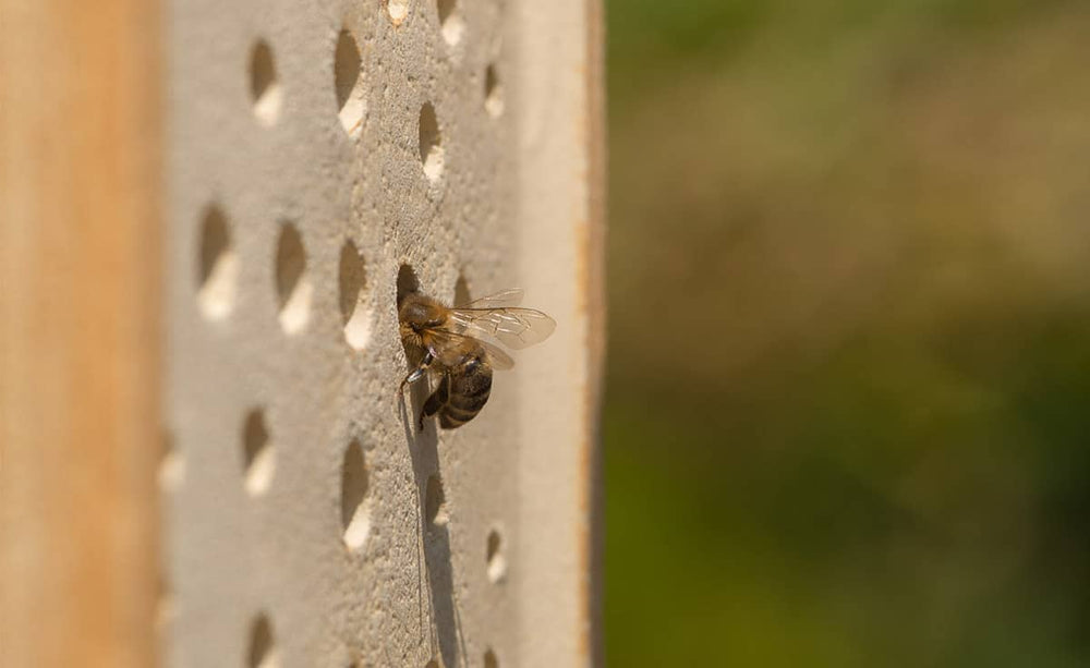 Wildbiene fliegt ins Holz-Bienenhaus mit mehreren Röhrenlöchern im Hintergrund.