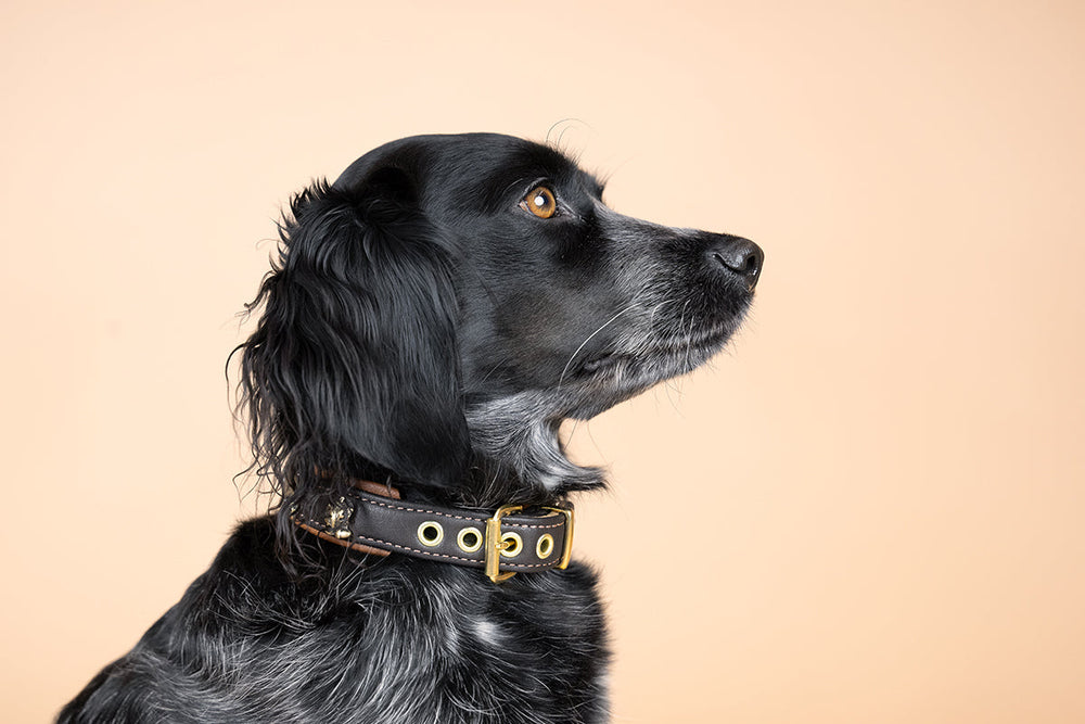 Hund im Profil mit glänzendem schwarzem Fell und grauen Stellen, trägt braunes Halsband mit goldenen Ösen.