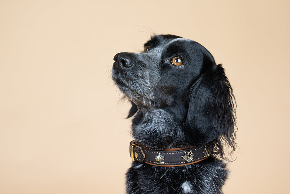 Schwarzer Hund mit braunem Halsband und goldenen Details, schaut aufmerksam in einen hellen Hintergrund.
