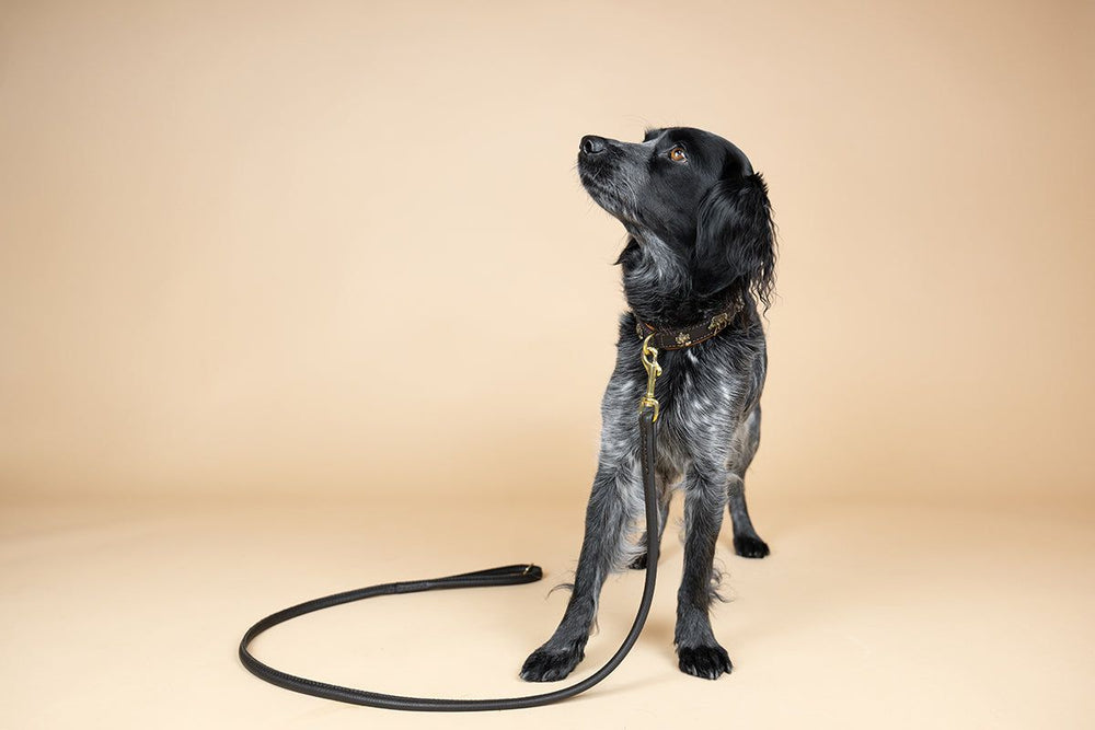 Schwarzer Hund mit Halsband steht aufrecht, schaut nach oben, Hintergrund in Cremefarbe.