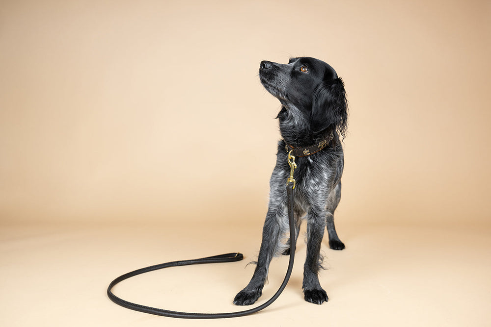 Schwarzer Hund mit Halsband steht aufrecht, schaut nach oben, Hintergrund in Cremefarbe.