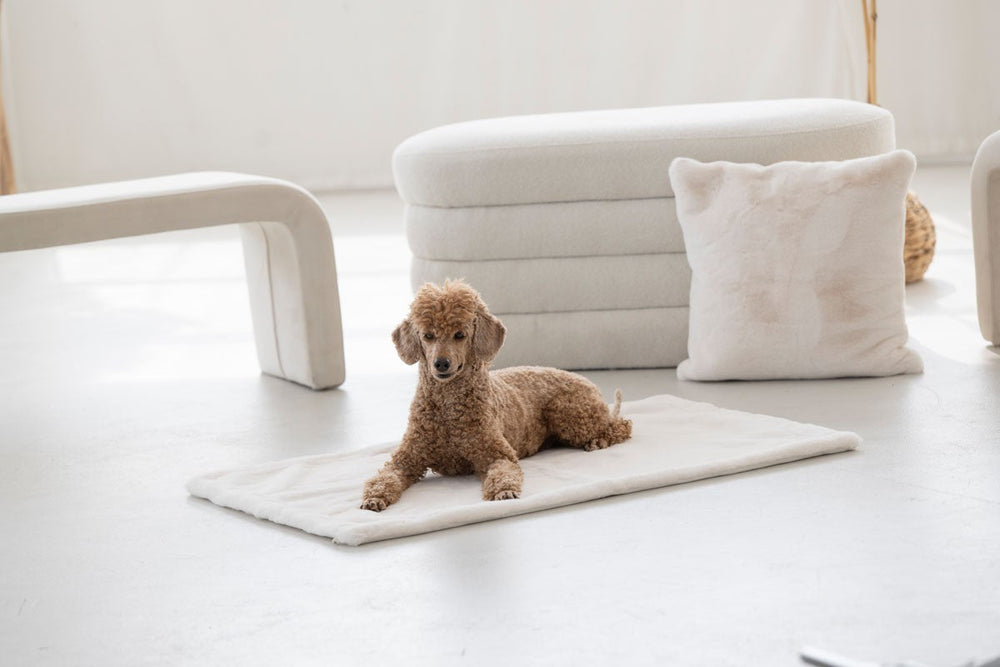 Brauner Pudel liegt auf hellem Teppich, umgeben von minimalistischen Möbeln und einem Kissenbezug aus Webpelz.