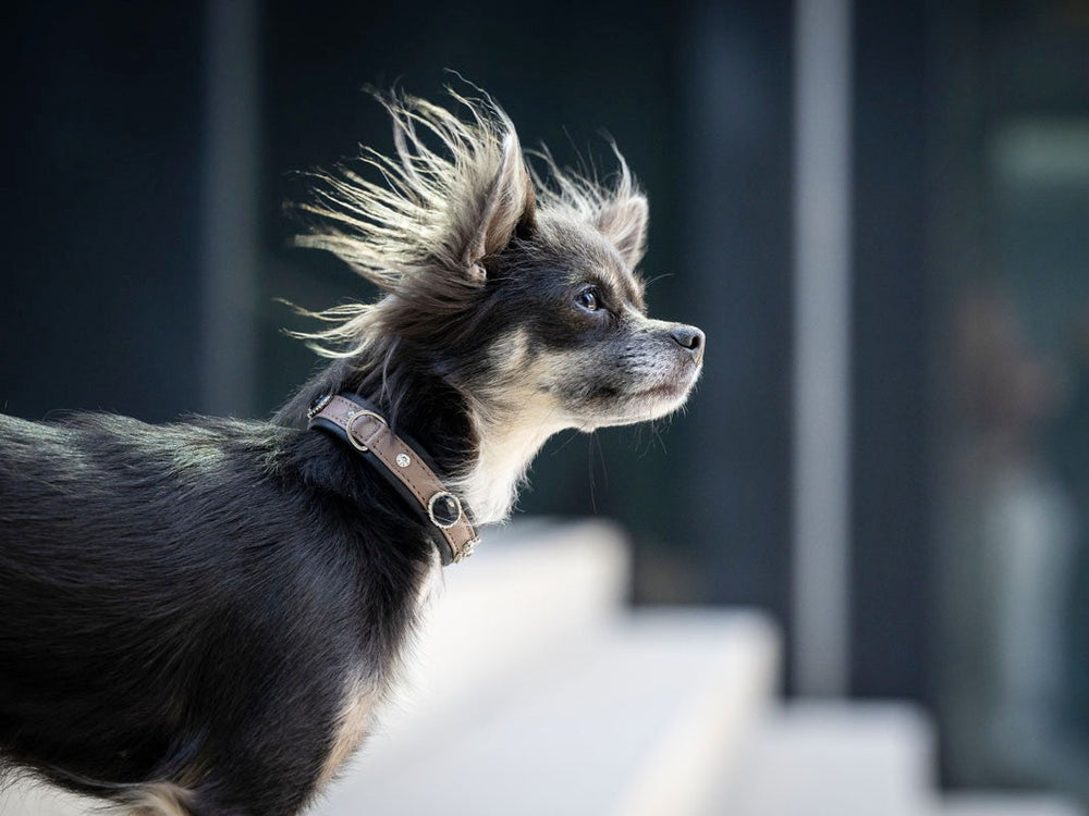 Kleiner Hund mit schwarzem Fell, neugierig, trägt ein Halsband, steht auf einer Treppe im Wind.