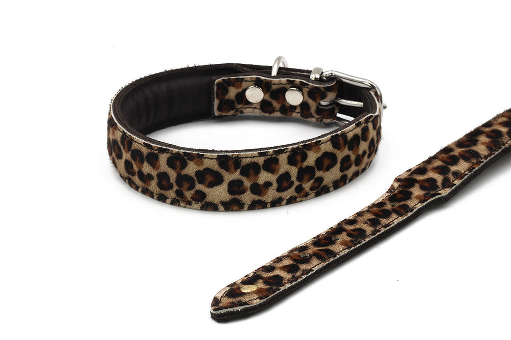 Hundehalsband aus Leder im Leopardenmuster mit schwarzer Innenseite und silberner Schnalle, daneben gepunktete Schlaufe.