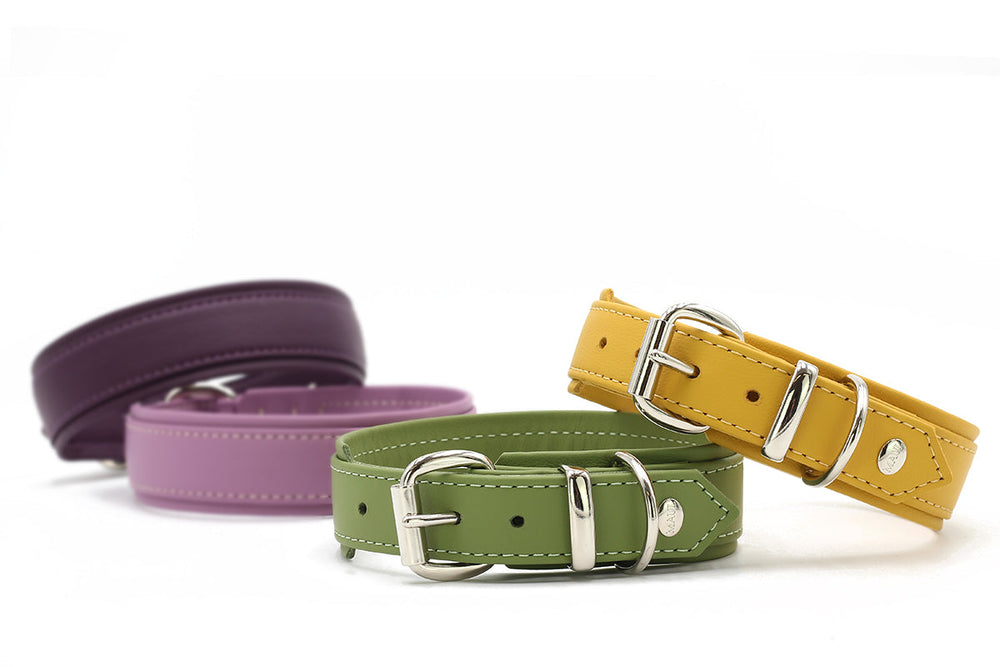Drei Hundehalsbänder aus Kunstleder in lila, grün und gelb mit metallener Schnalle und verstellbaren Löchern.