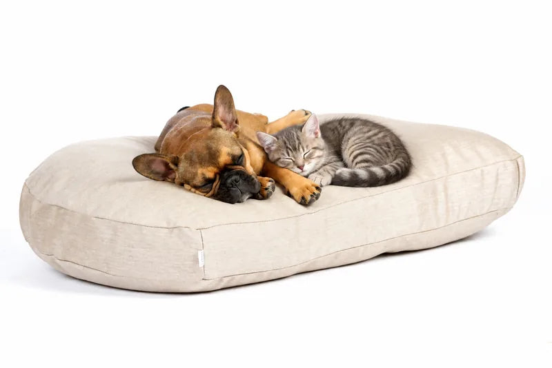 Hund und Katze kuscheln schlafend auf einem hellen Hundebett